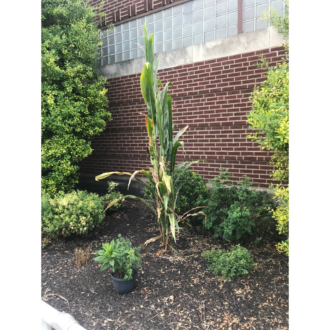 EVPL Stringtown | Evansville IN