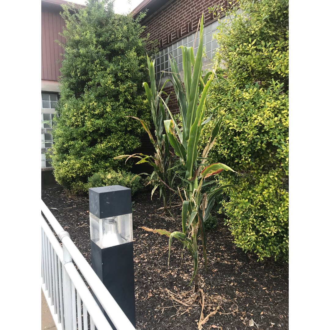 EVPL Stringtown | Evansville IN