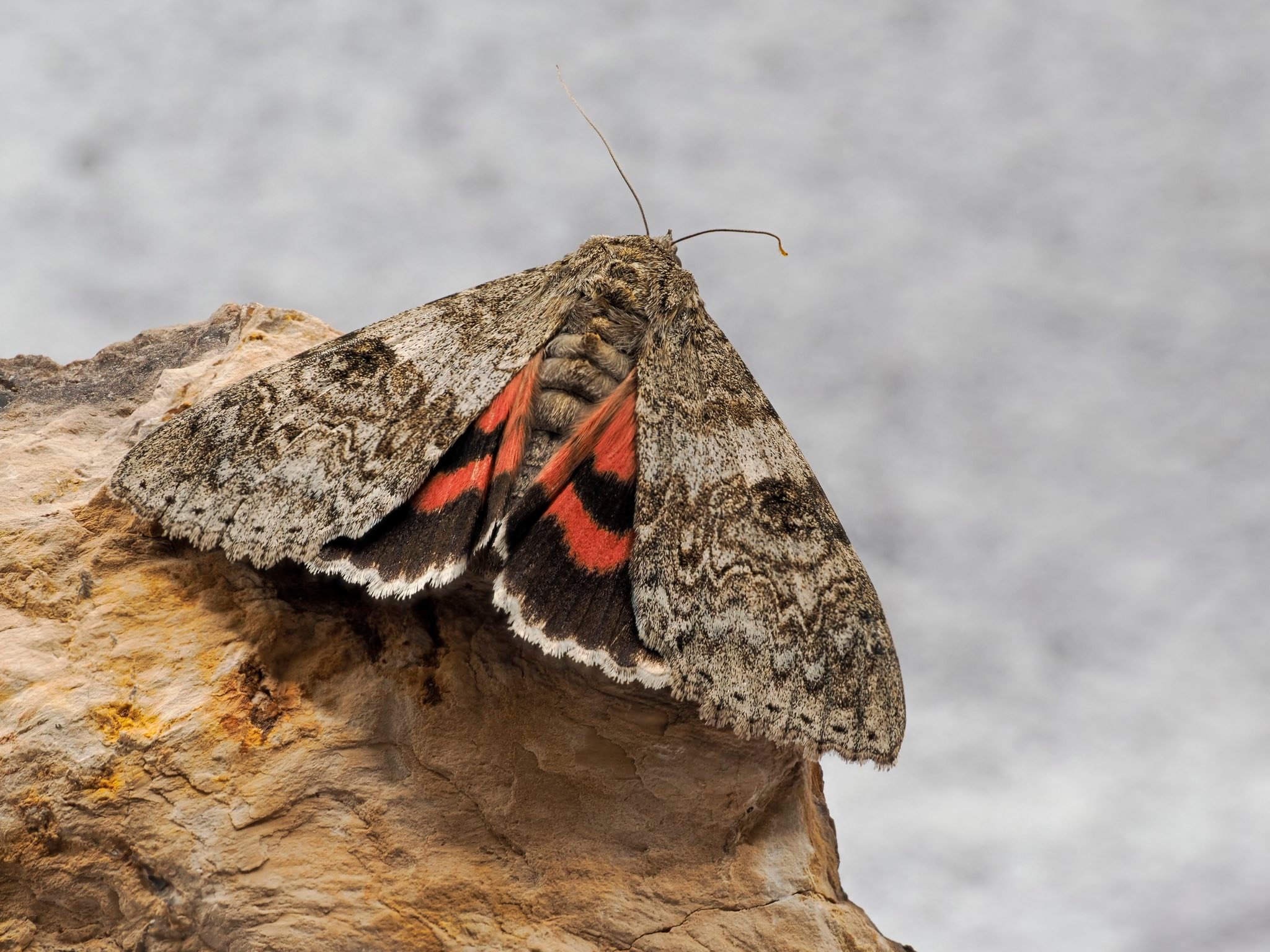 The species name comes from the red patterning on the moths