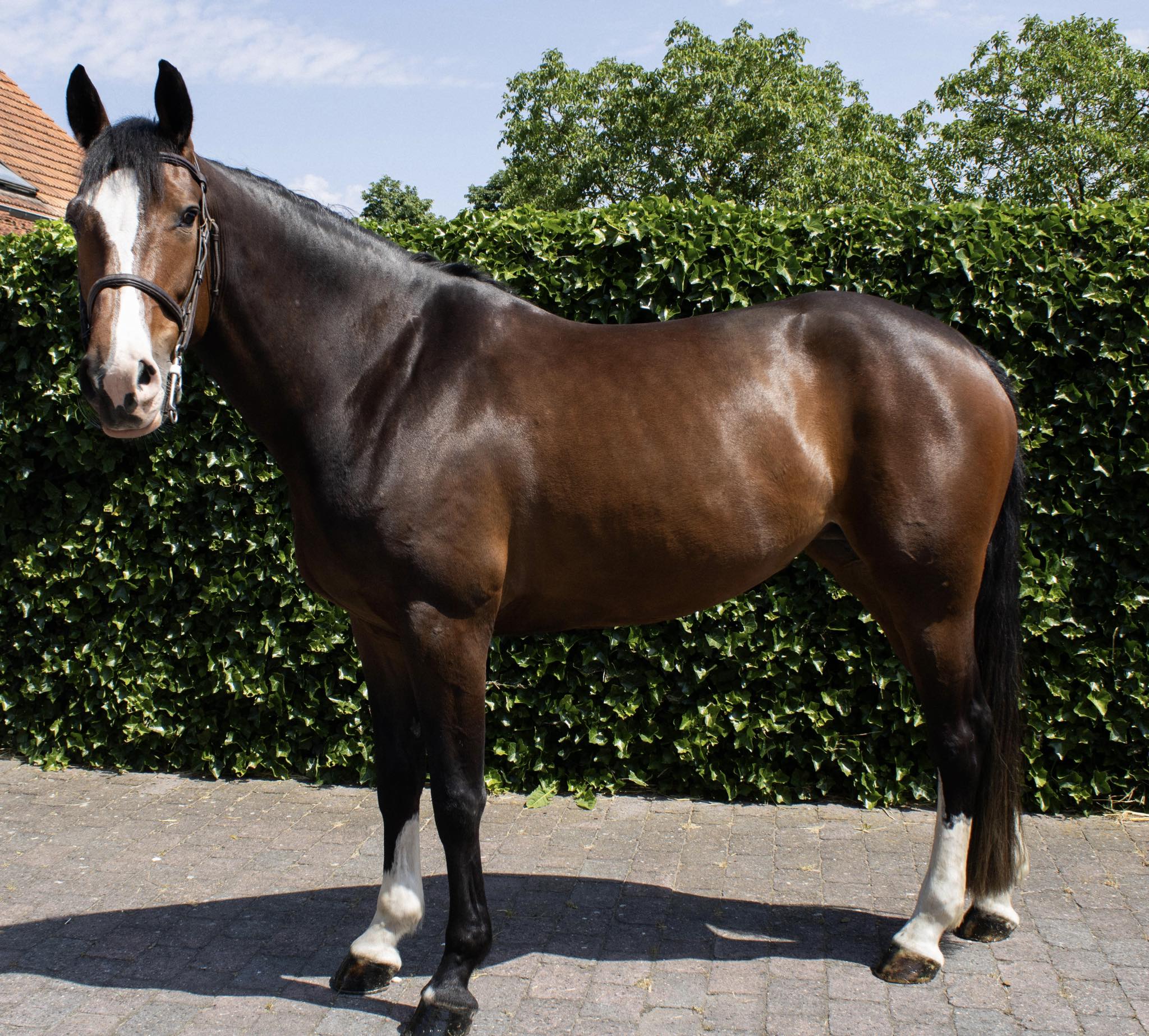 Promising 5-year-old mare Defender VDS Z for sale