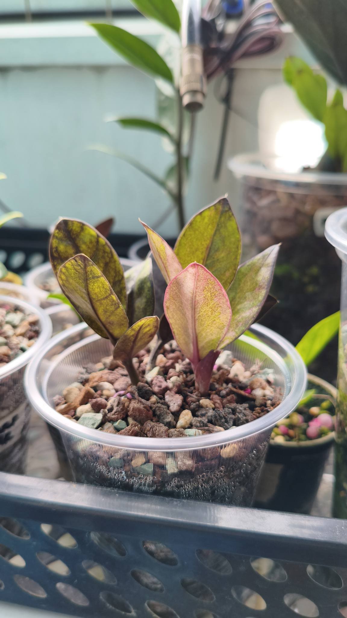 Black pink variegated zz plant new shoot
