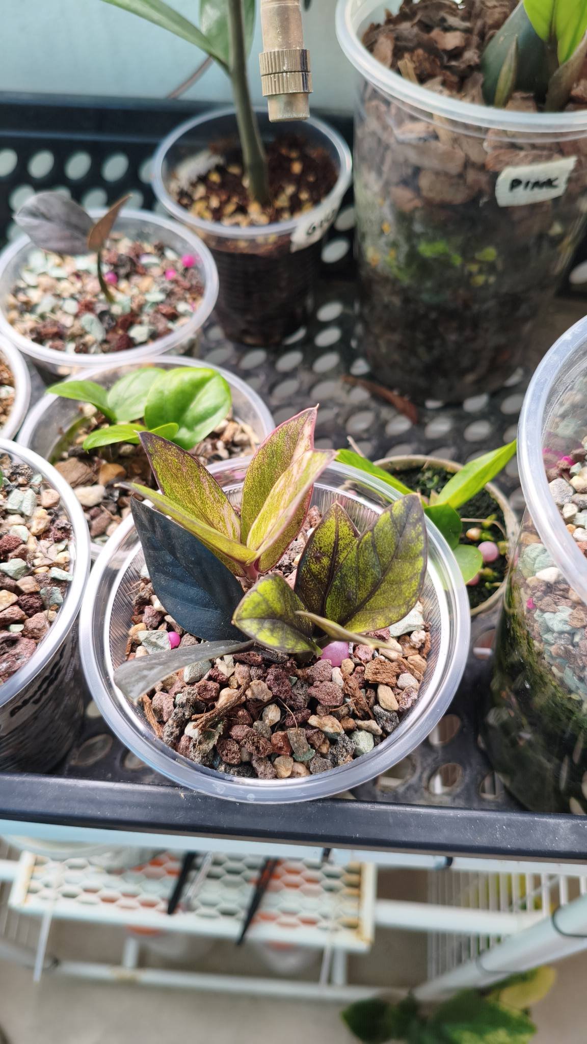 Black pink variegated zz plant new shoot