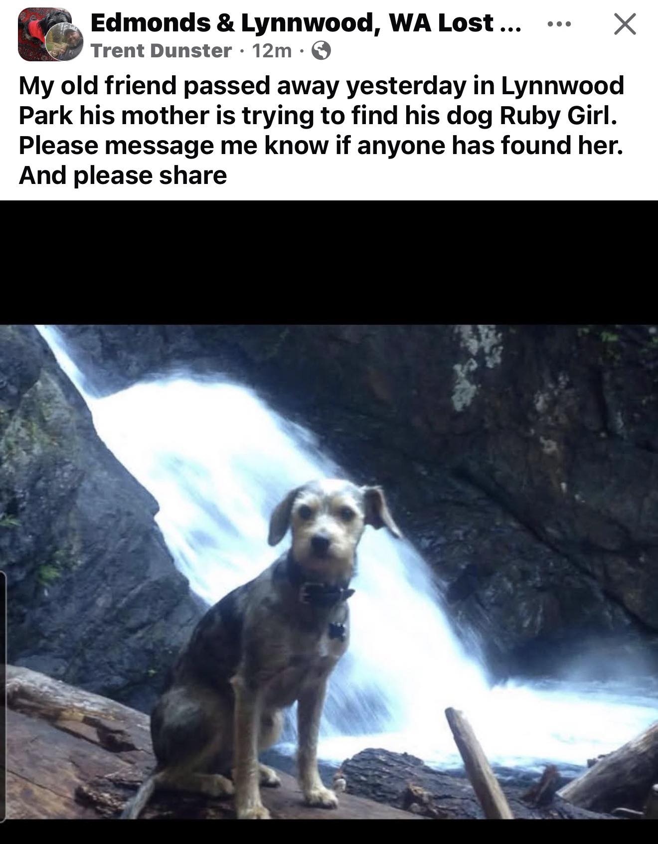 Lost Dogs of Snohomish County #1 | Sharing….Gold Park in Lynwood | Facebook