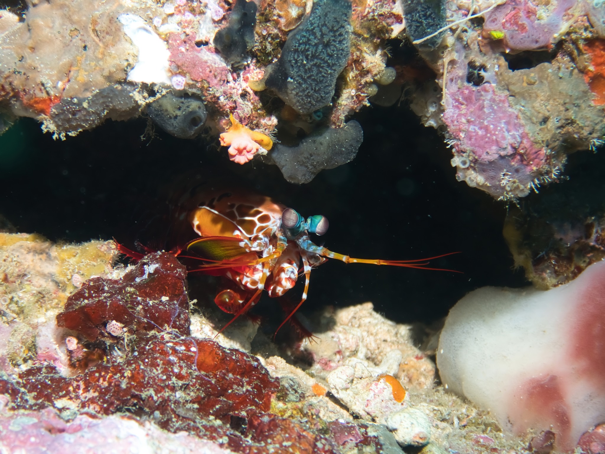 Harvey - Peacock Mantis Shrimp: The forearms of the Peacock Mantis ...