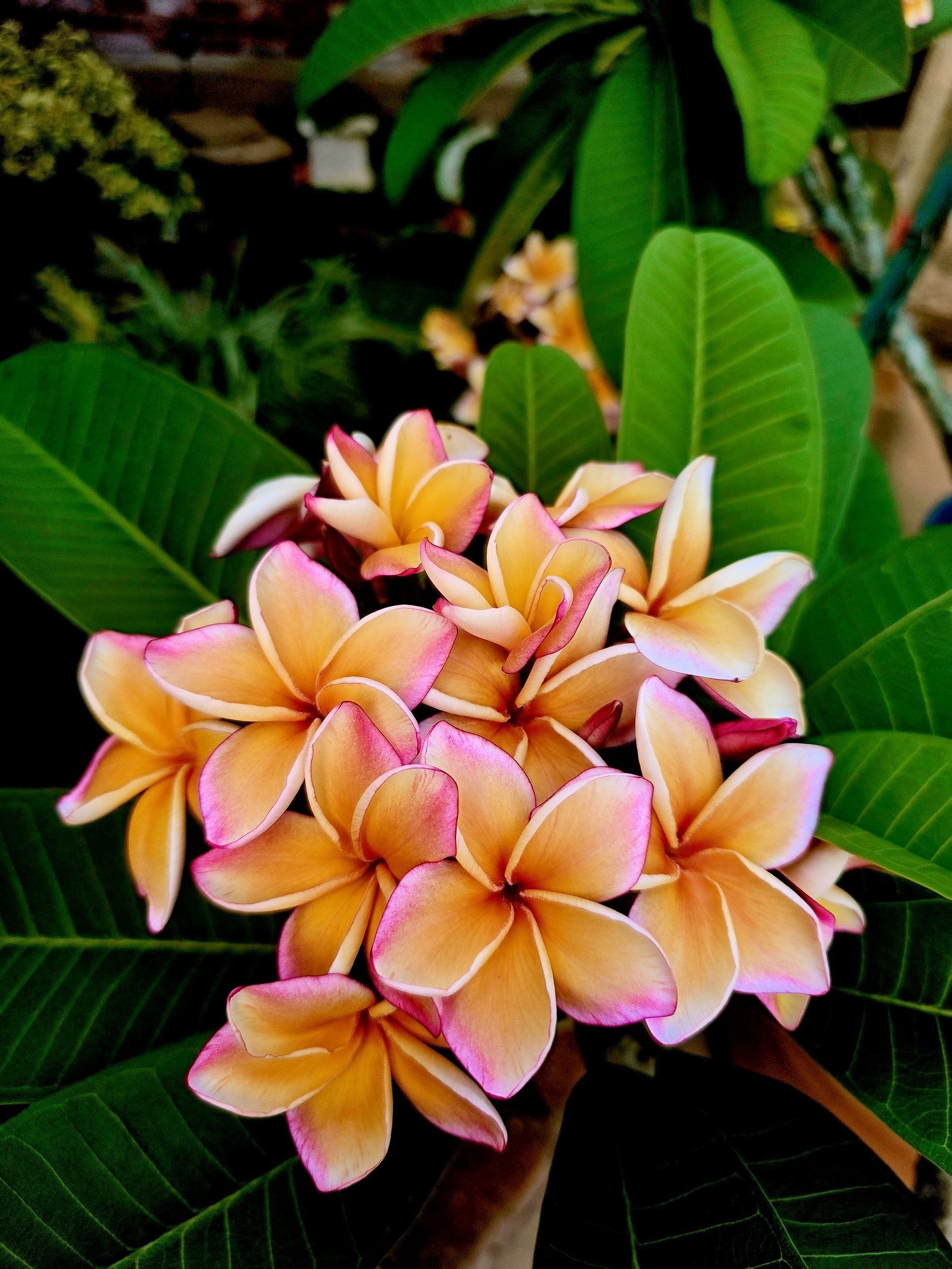 So excited!! My plumeria finally bloomed!! Was not expecting this