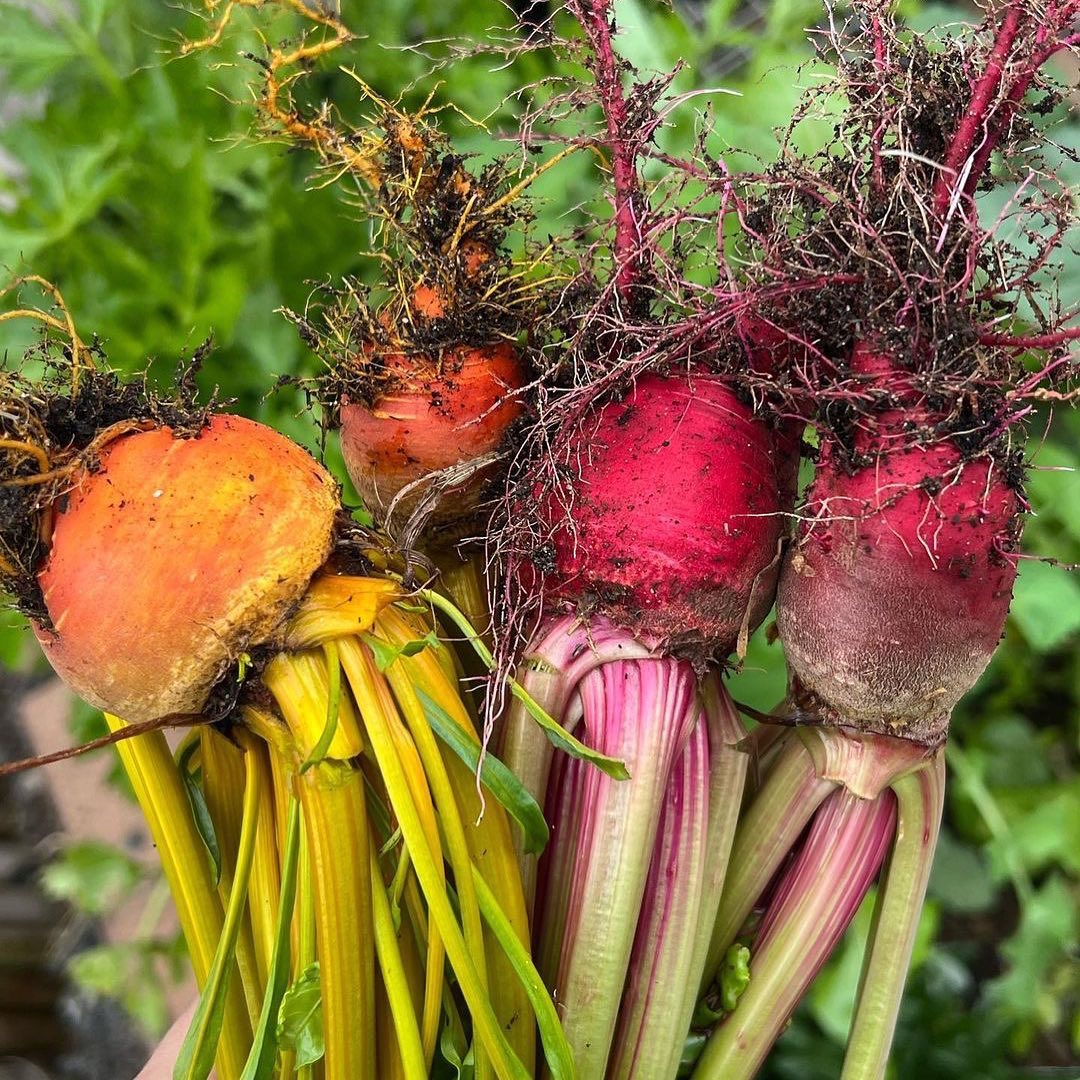 Blutwurz Beet Seeds for Sale