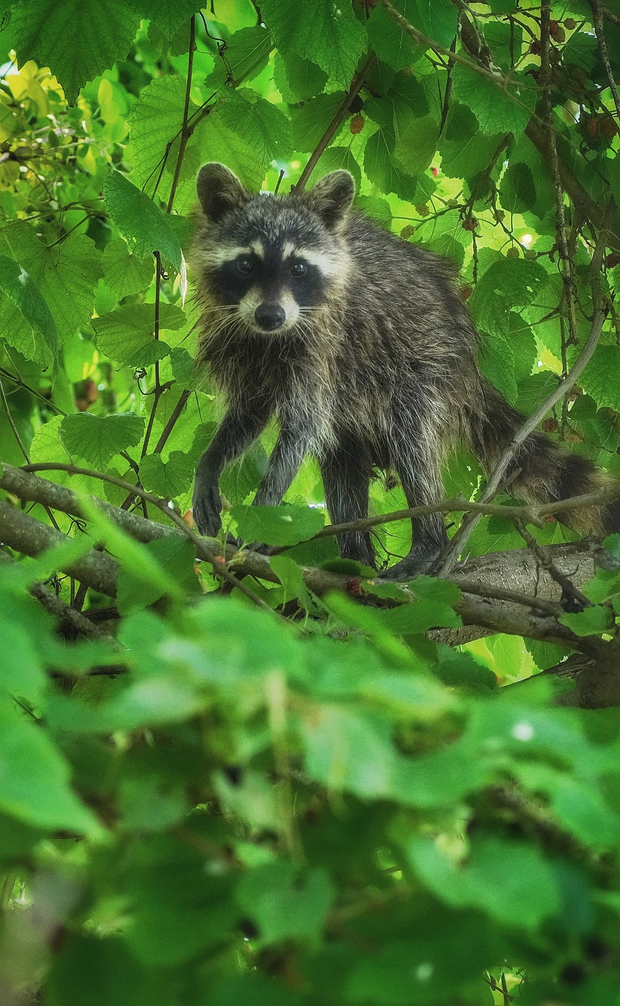 Exploring Virginia | An active Raccoon | Facebook