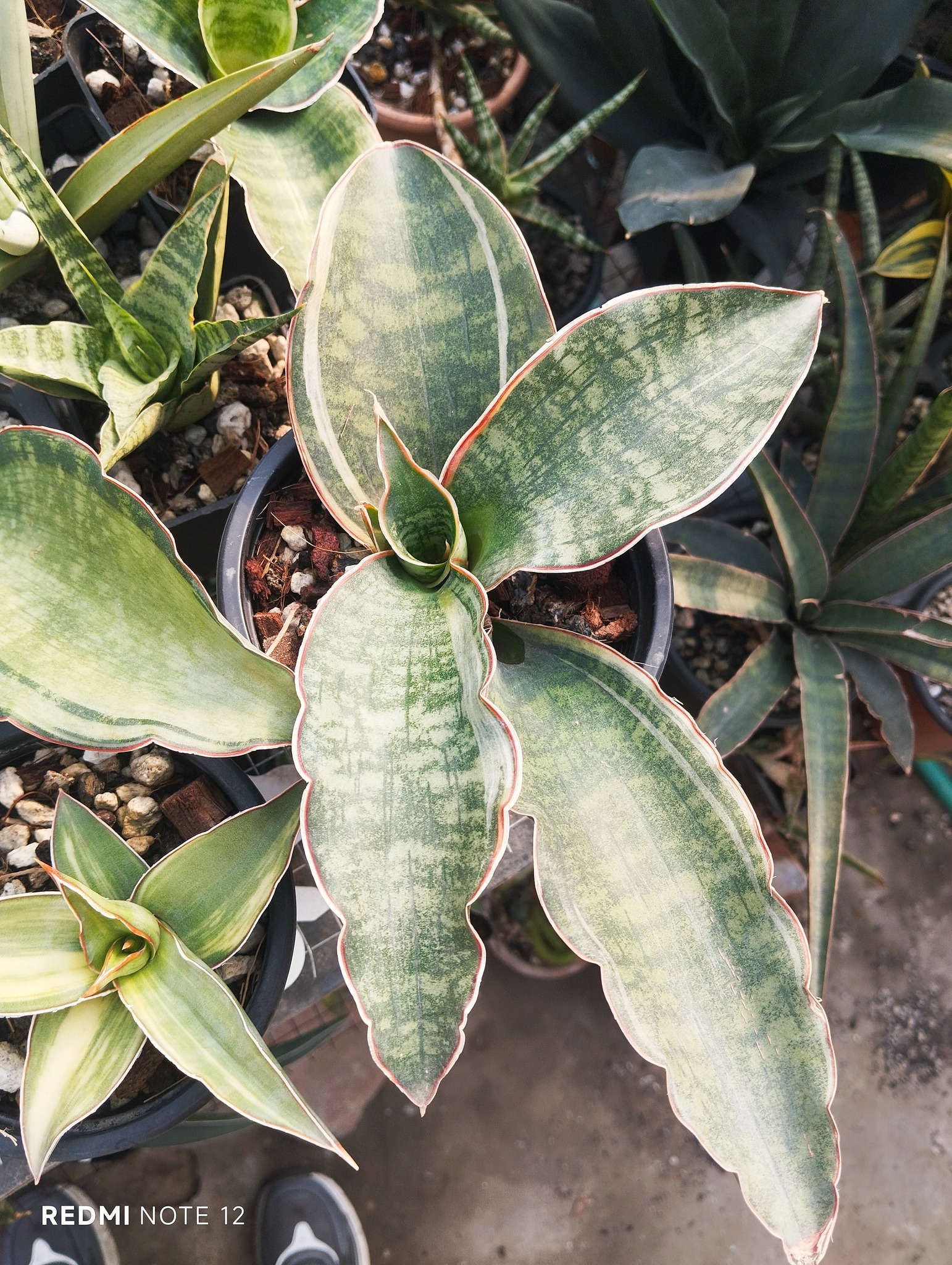 その他観葉植物 Sansevieria Mafinga ES849 White Var Sansevieria Mafinga ES849 white var plant