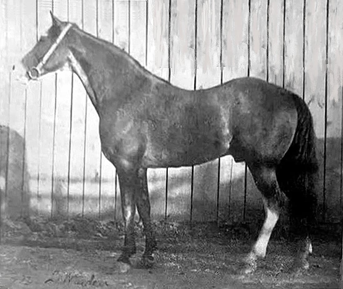 Merry Boy, a black-roan Tennessee Walking Horse stallion