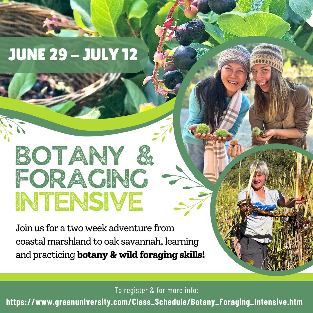Pacific Northwest Wildcrafting | Join us for the adventure of a ...