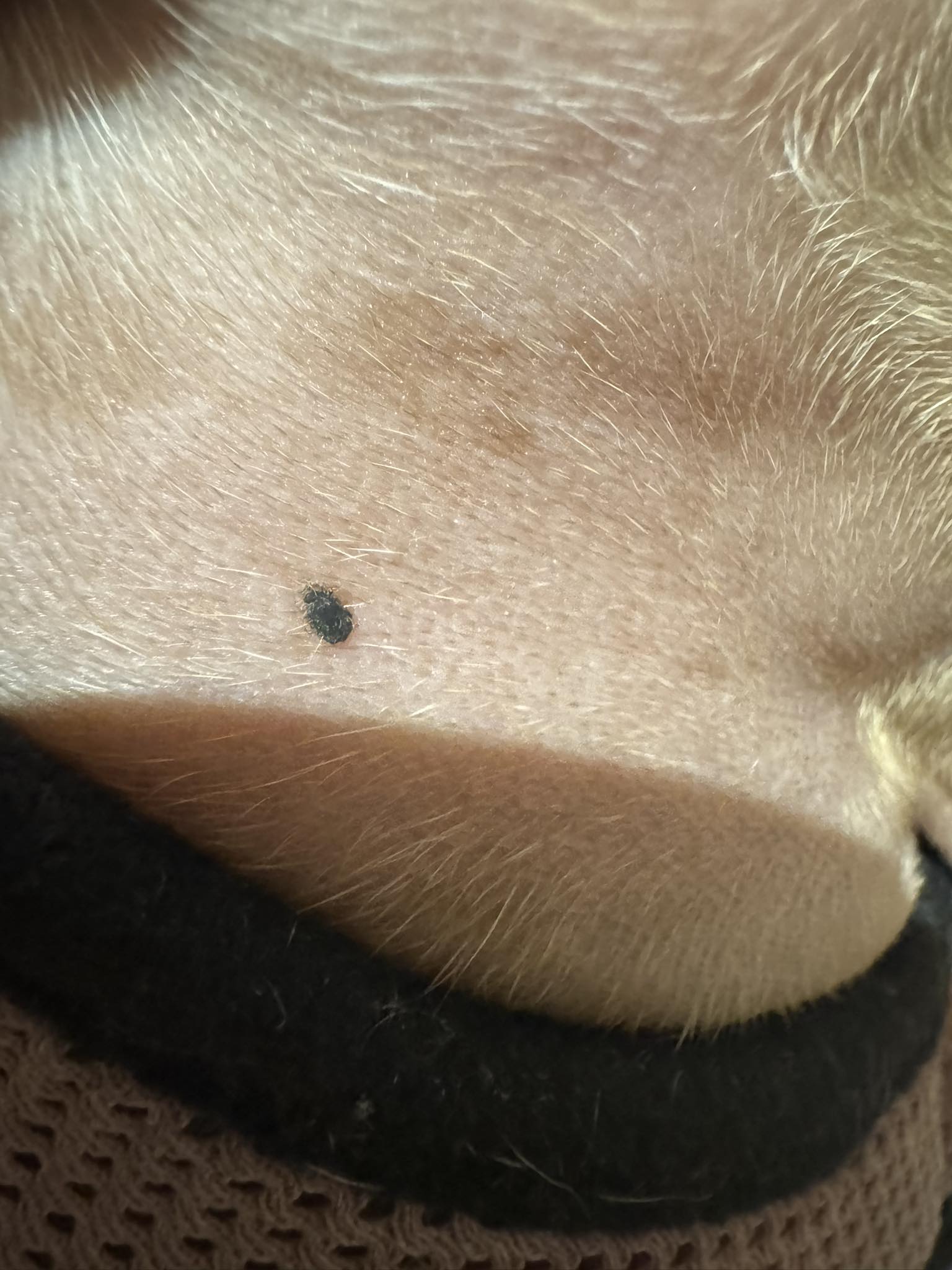 Do Dogs Get Moles on Their Skin? Uncover the Truth