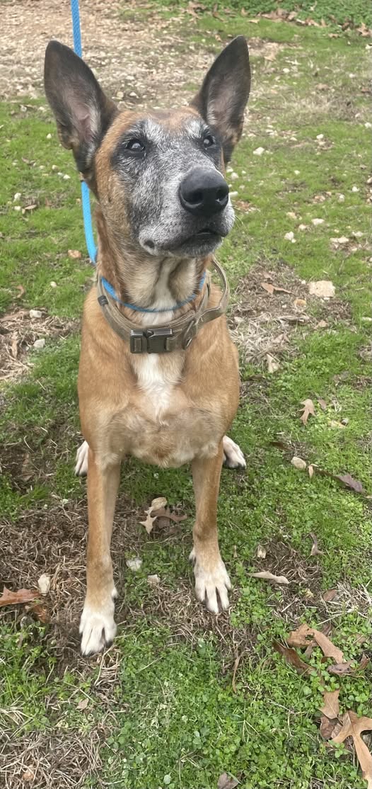Foster needed for senior dog Athena | Oklahoma City, OK