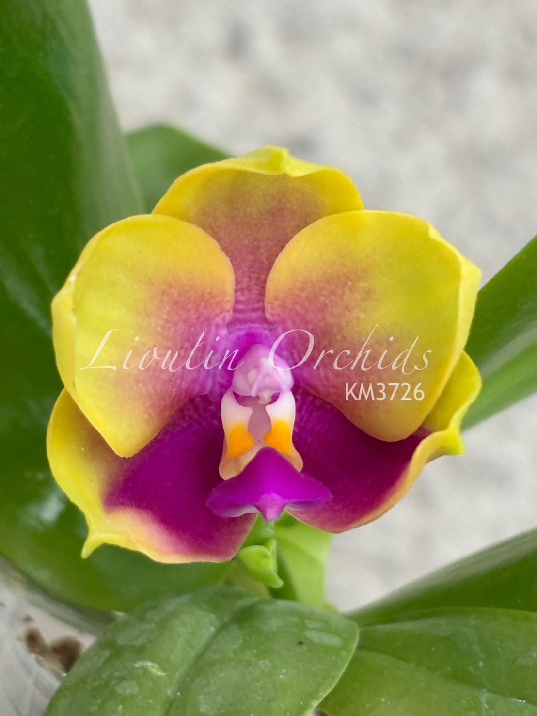 Phal. Miki Crystal'52' 美琪水晶'52' 🌱分生苗 Mericlone 🌺花徑
