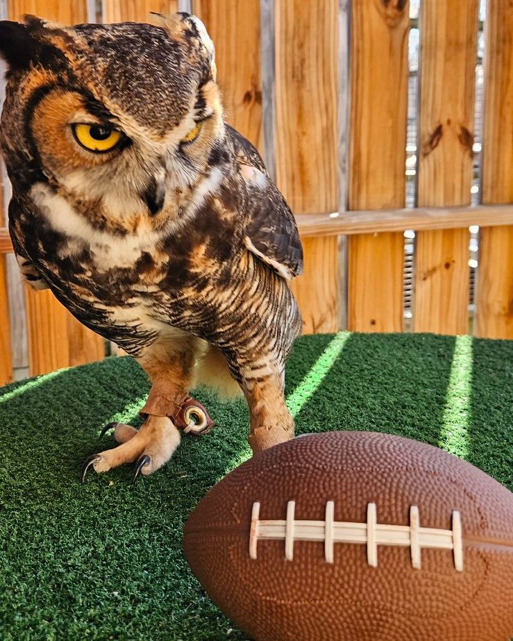 Blue Ridge Wildlife Center - Our ambassador Great Horned Owl doesn't ...