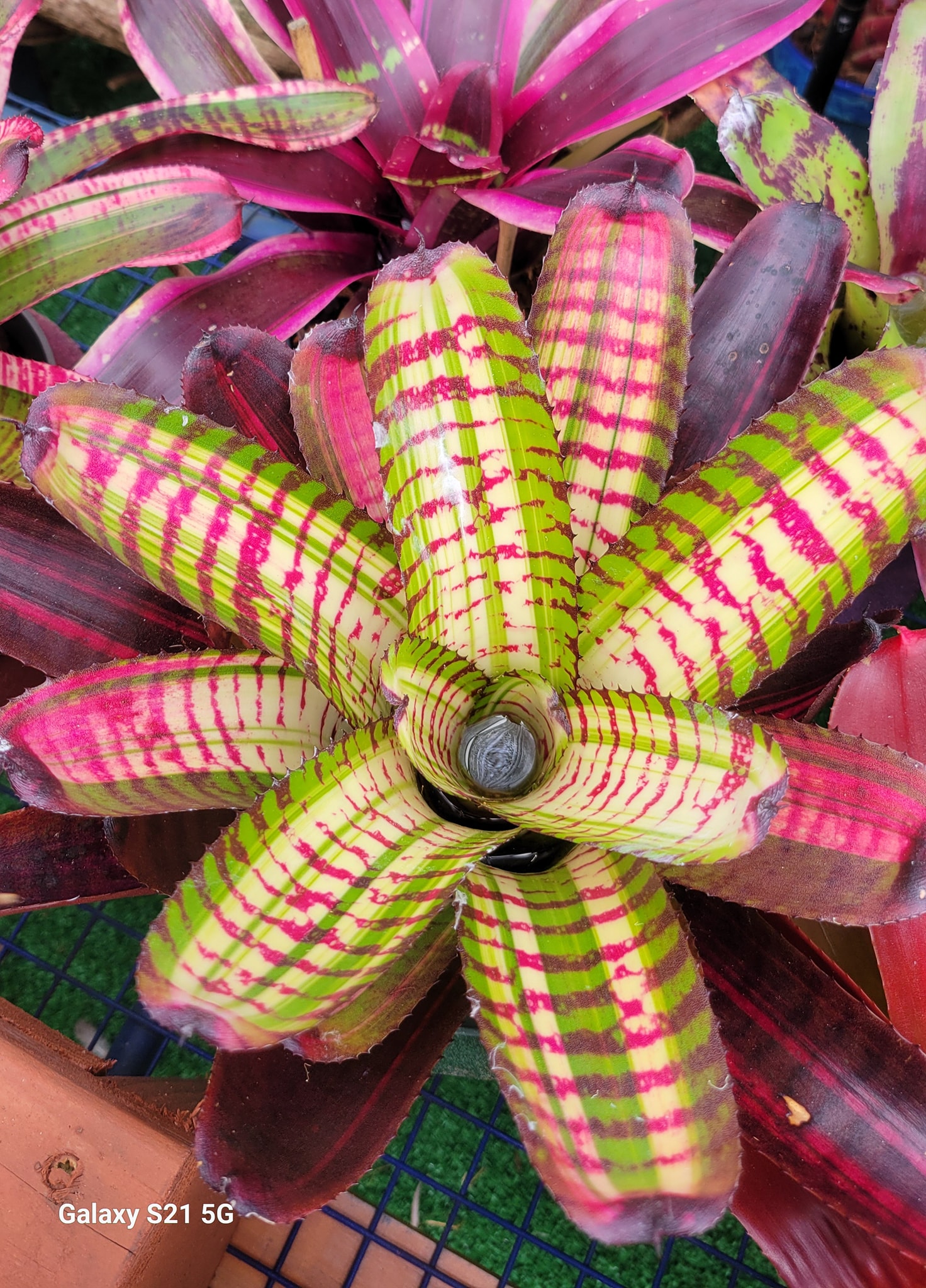 Neo Mr Wizard Lisa Vinzent hybrid bromeliad plant