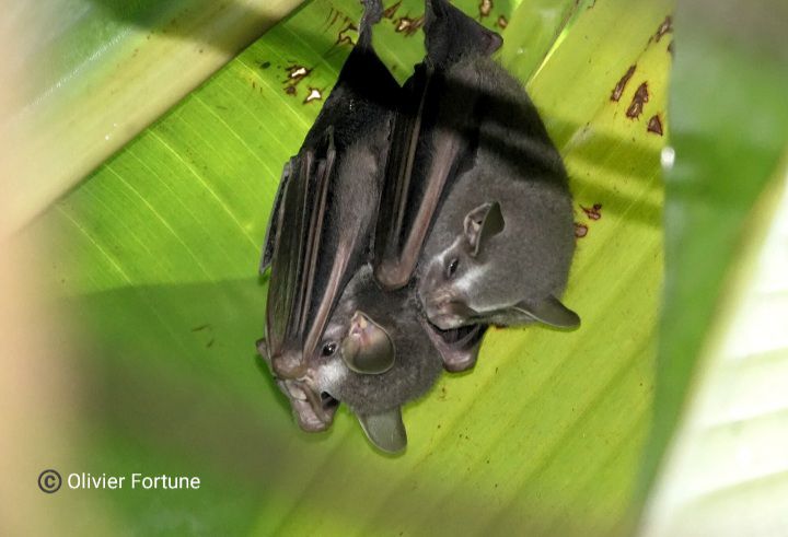 Tent-Making bats in... - Roosting Ecology of Neotropical Bats | Facebook