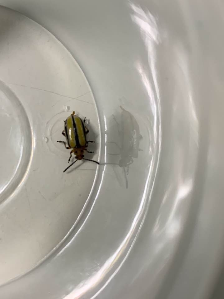 Rhytiphora nigrovirens beetle found in Victoria Australia
