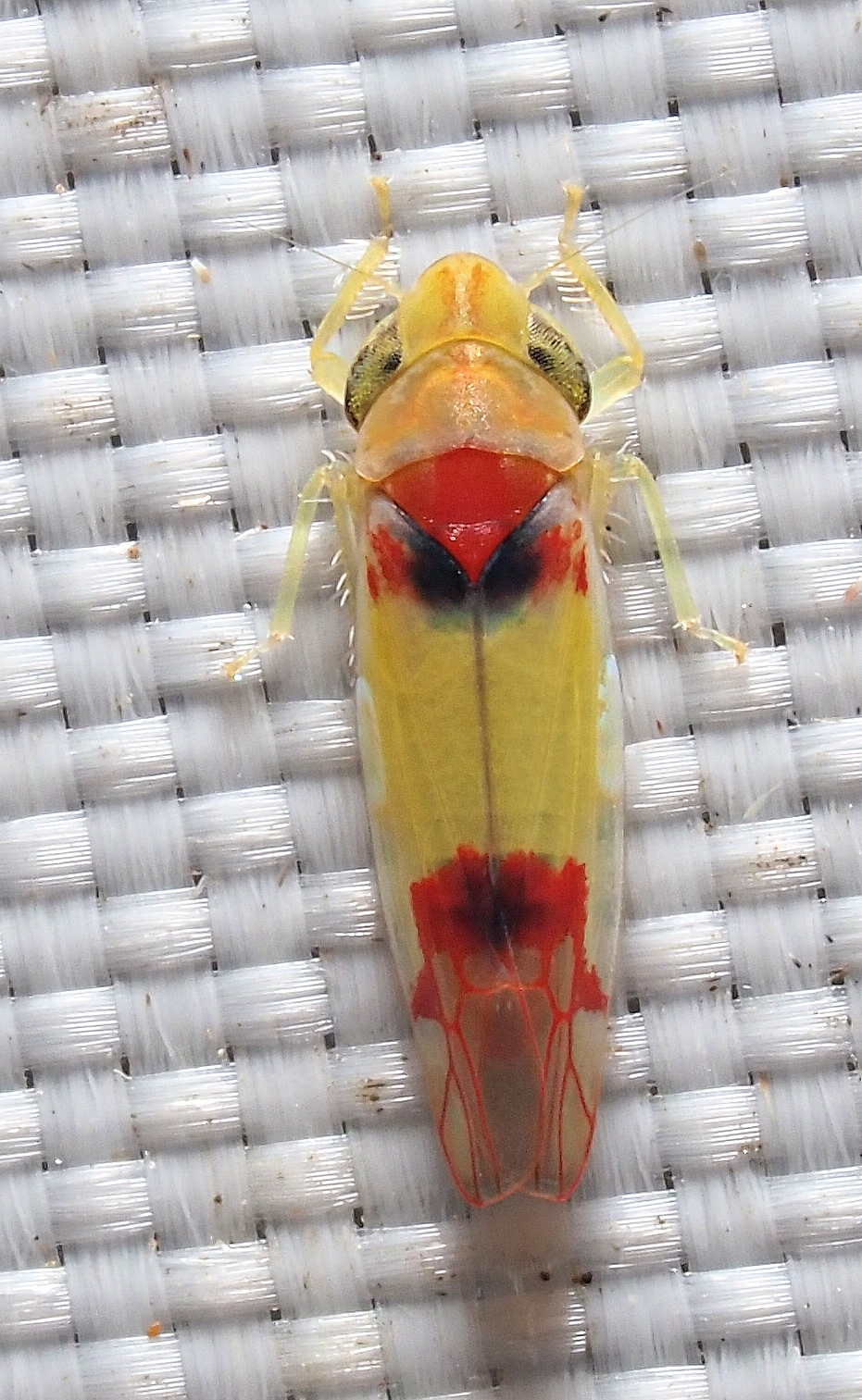 Insects of Perth & South West Western Australia | We get a lot of these ...