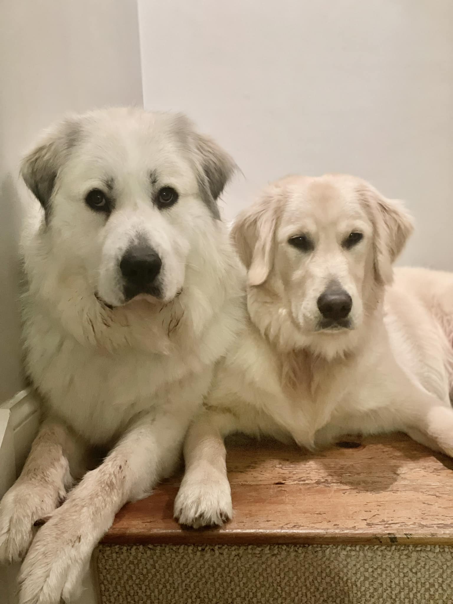 deb klowas Dog and house sitter recommendations in Falmouth, Maine Els PW 17864