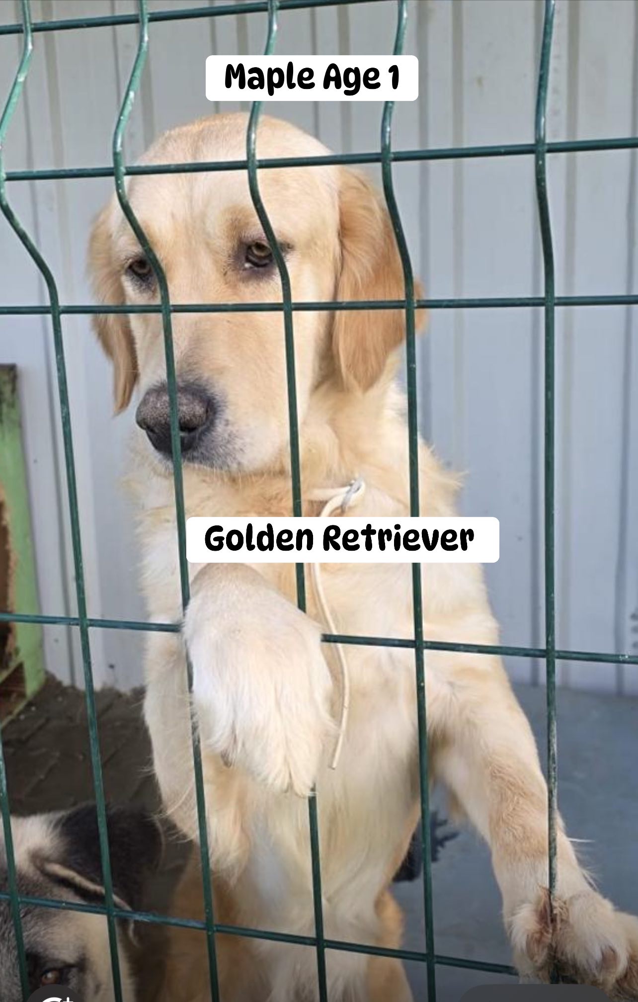 Spaniel Setter Retriever Adoption International | Welcome MAPLE 🍁 ...