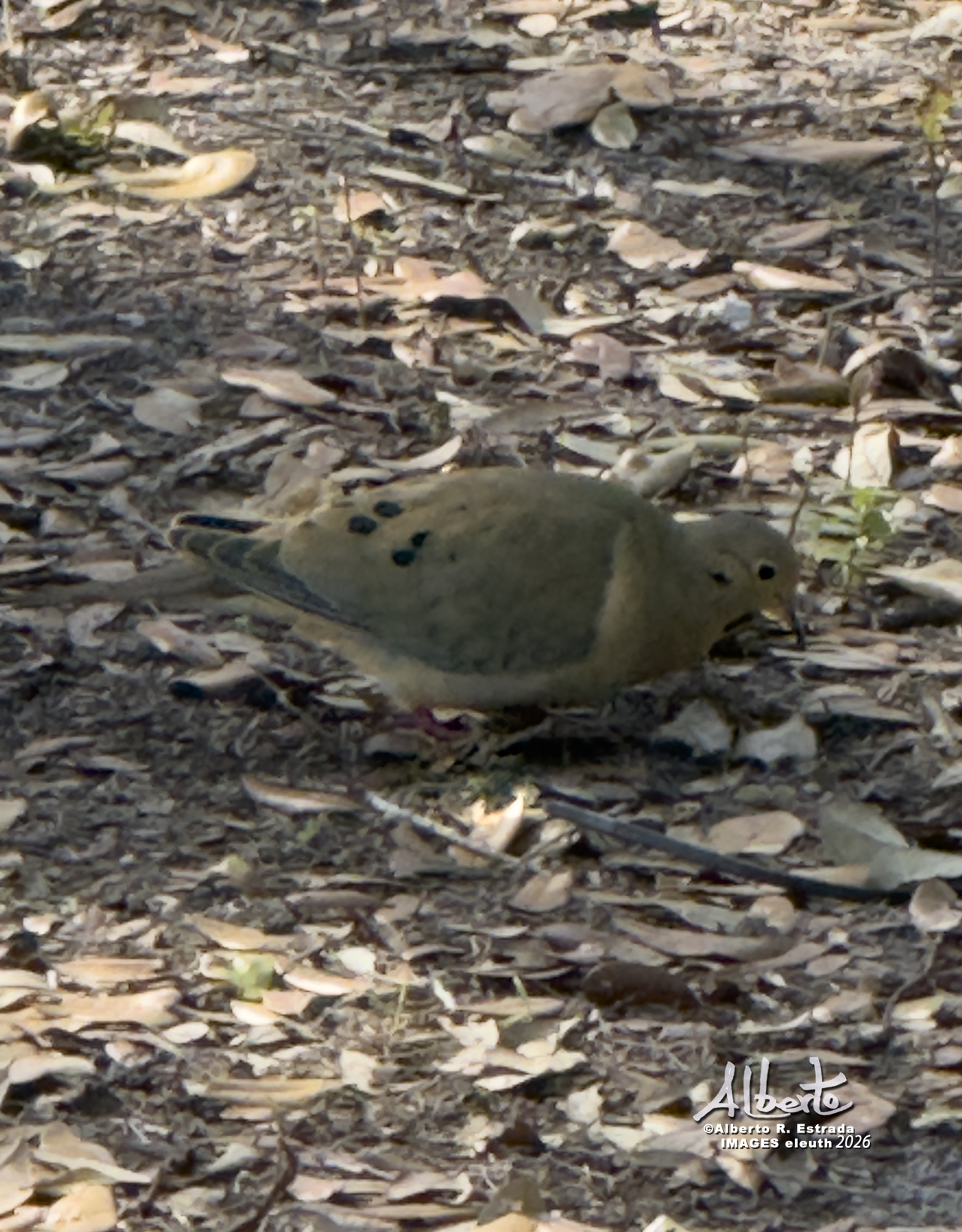 Beautiful Birds | Paloma Rabiche, Tórtola Rabiche / 𝐌𝐨𝐮𝐫𝐧𝐢𝐧𝐠 𝐃𝐨𝐯𝐞 ...