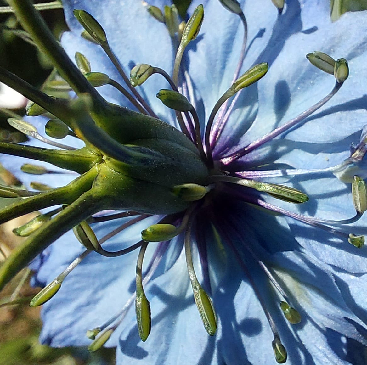 Unique flowers resembling whale mouths in Canberra garden