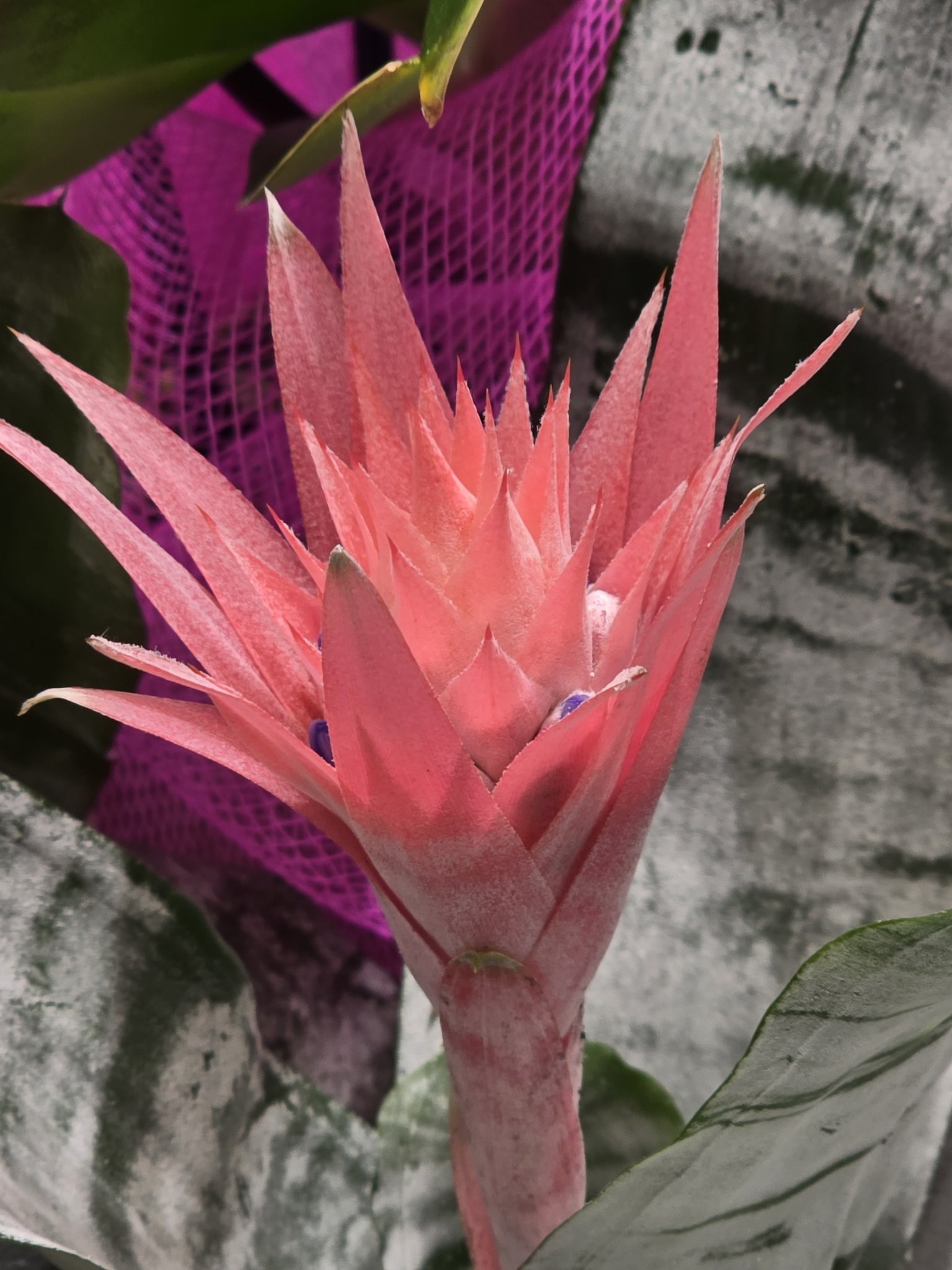 ROOPNARINE - Random flowers in toronto canada FEB 6/2026 #birds #flower ...