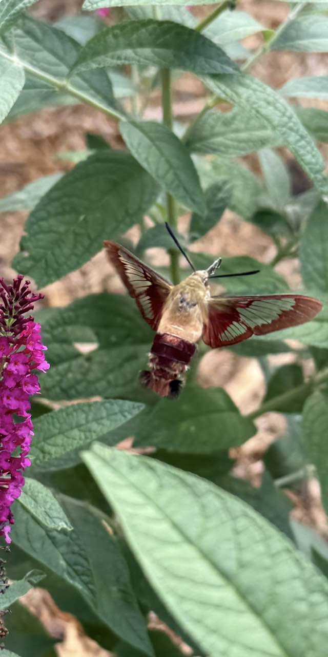 Clear wing moth on the butterfly bush. Looks like a couple of