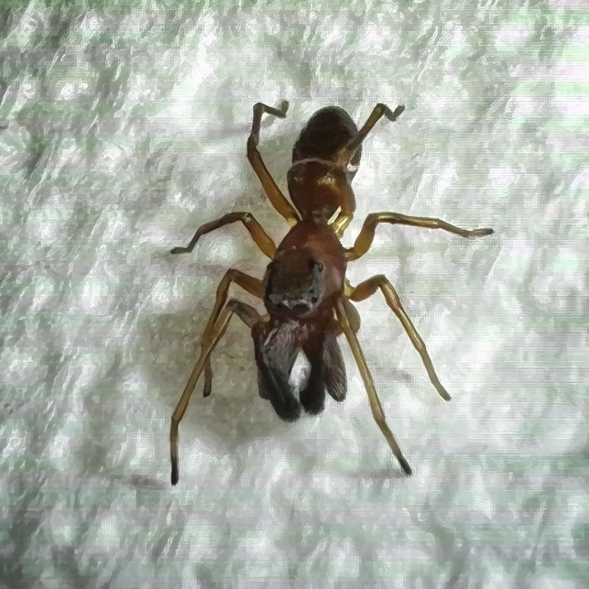 Ant Mimic Jumping Spider (Synemosyna formica) Southern Indiana - USA