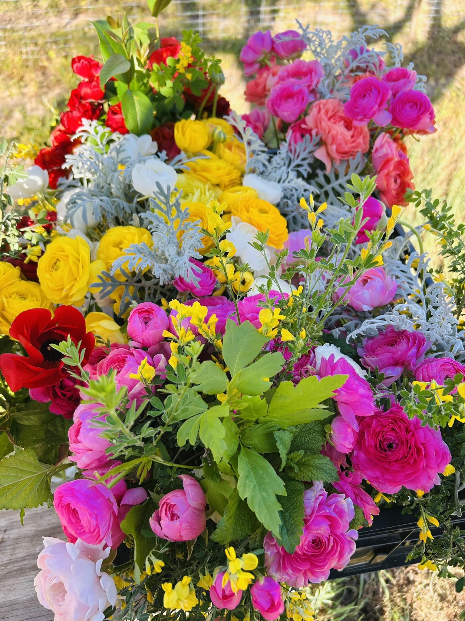 🌸 Flower Friday: Karneval Hanging Basket 🌸 Bold. Bright