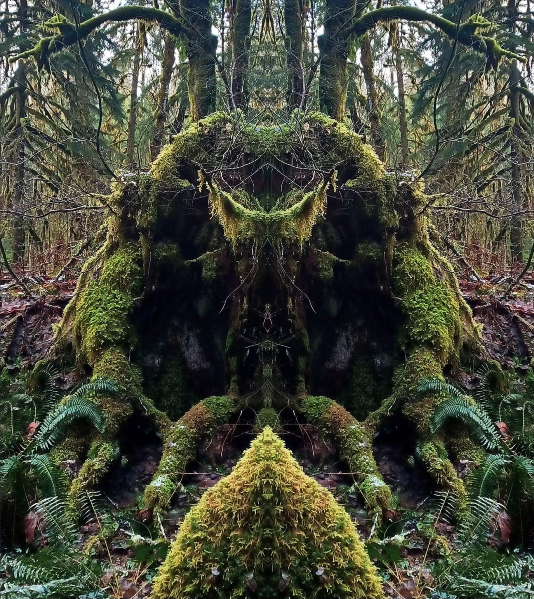 Moss monster spotted on Middlefork Snoqualmie trail