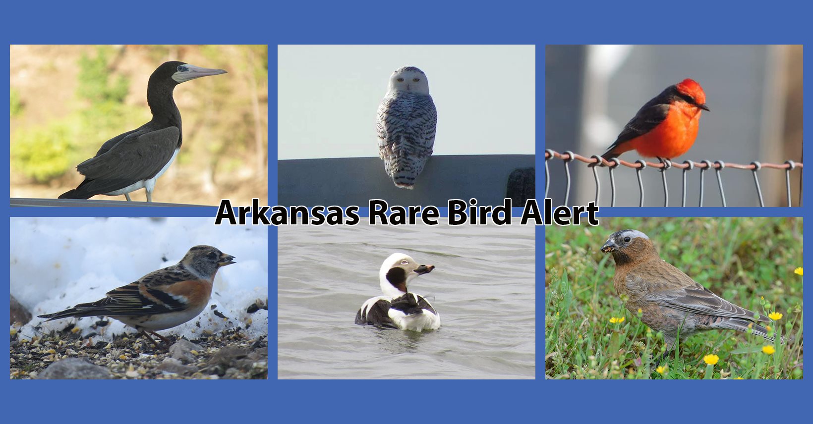 Arkansas Rare Bird Alert | Facebook