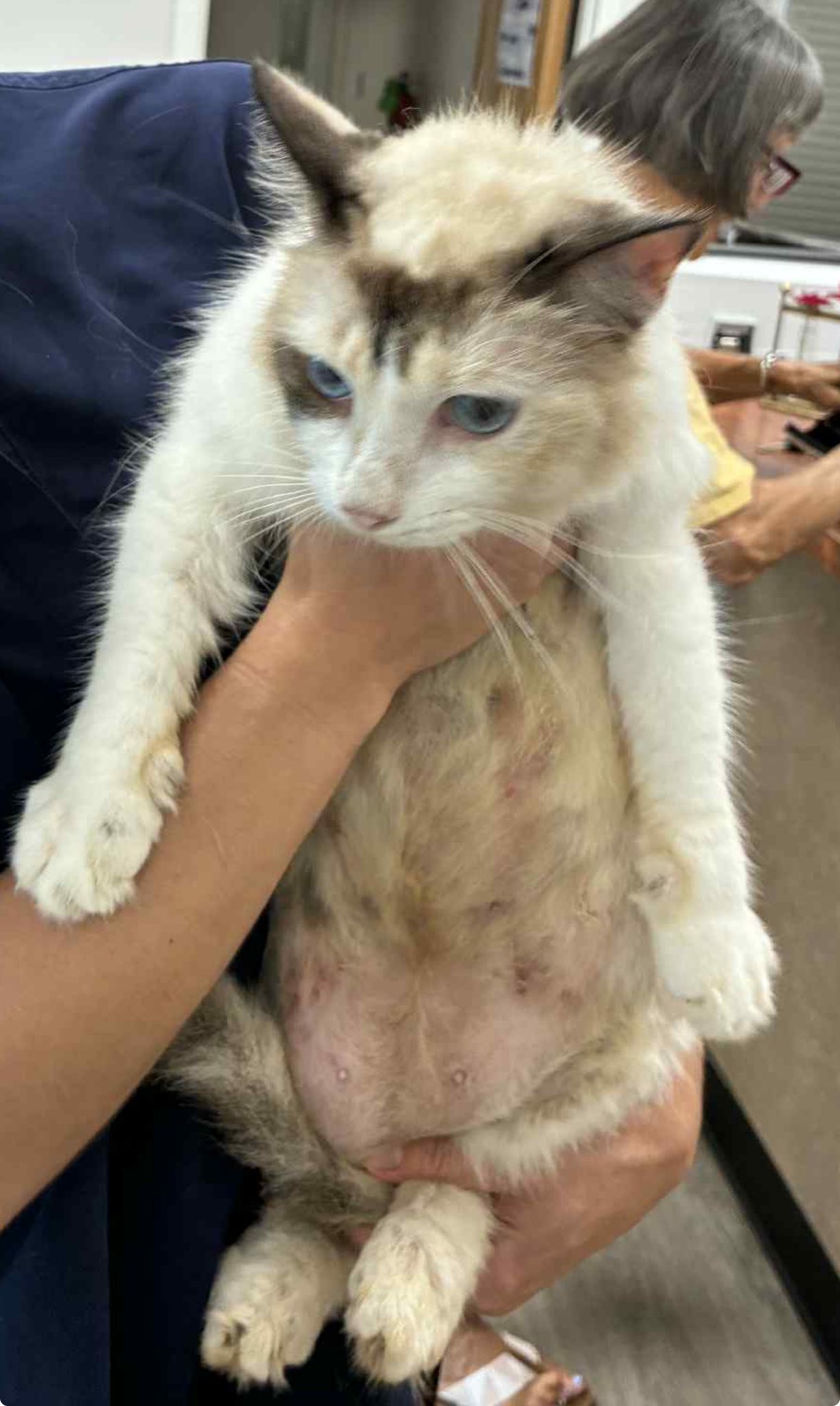 Urgent rescue needed for 4-year-old ragdoll cat with skin condition