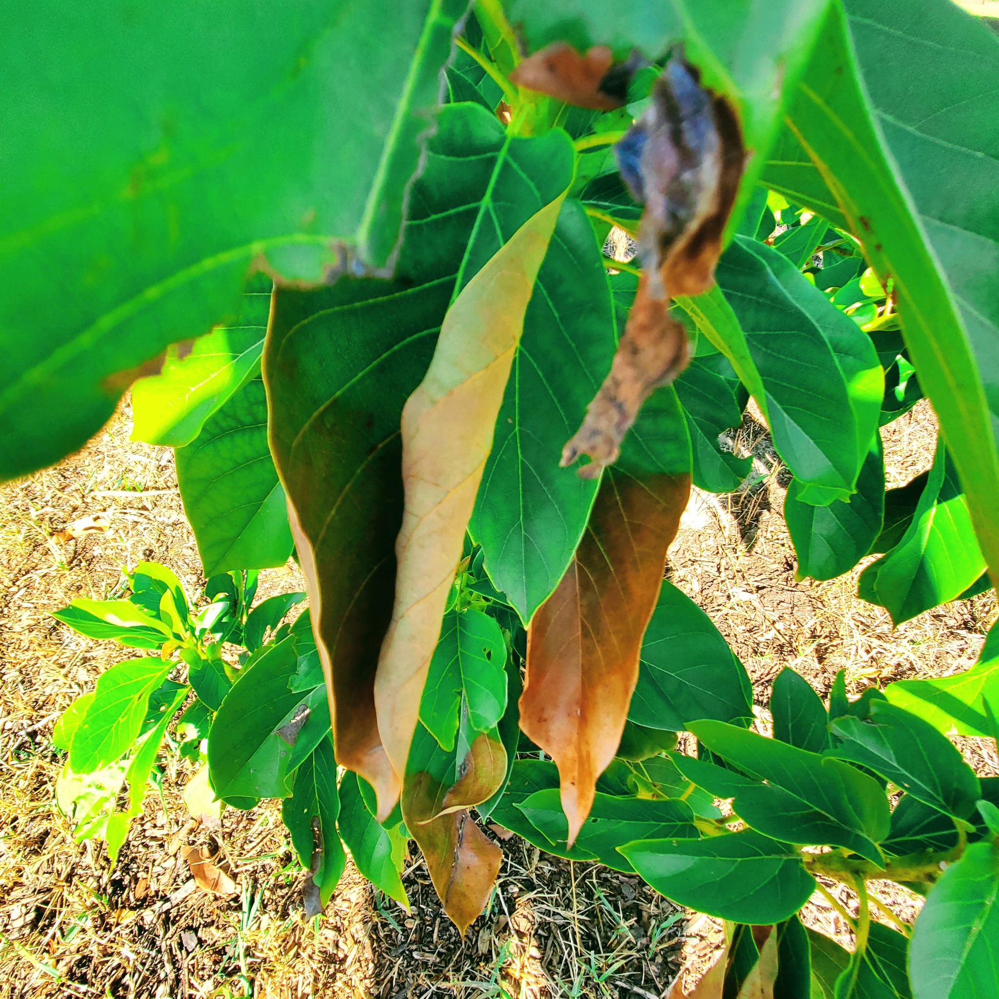 Zone 9 Vegetable Gardening | My giant (JALA) avocado from seed is ...