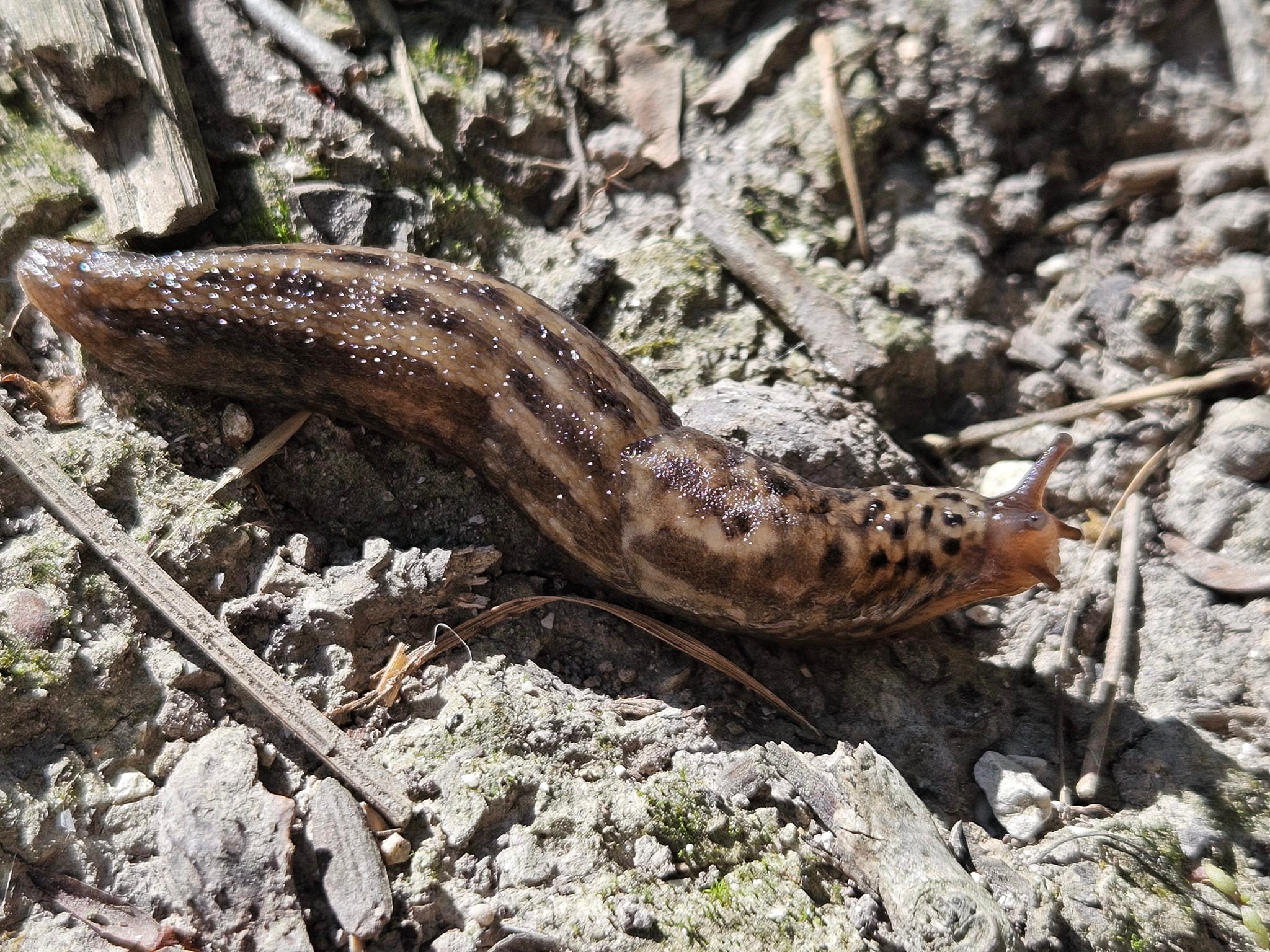 Natasha - Leopard Slug ~ slugs are not my favourite creatures (I much ...