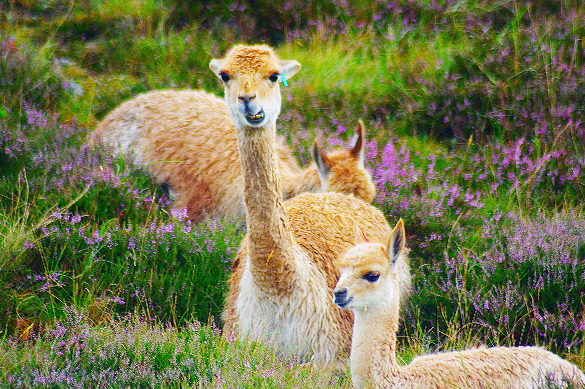 Wildlife & Nature Photography | Facebook