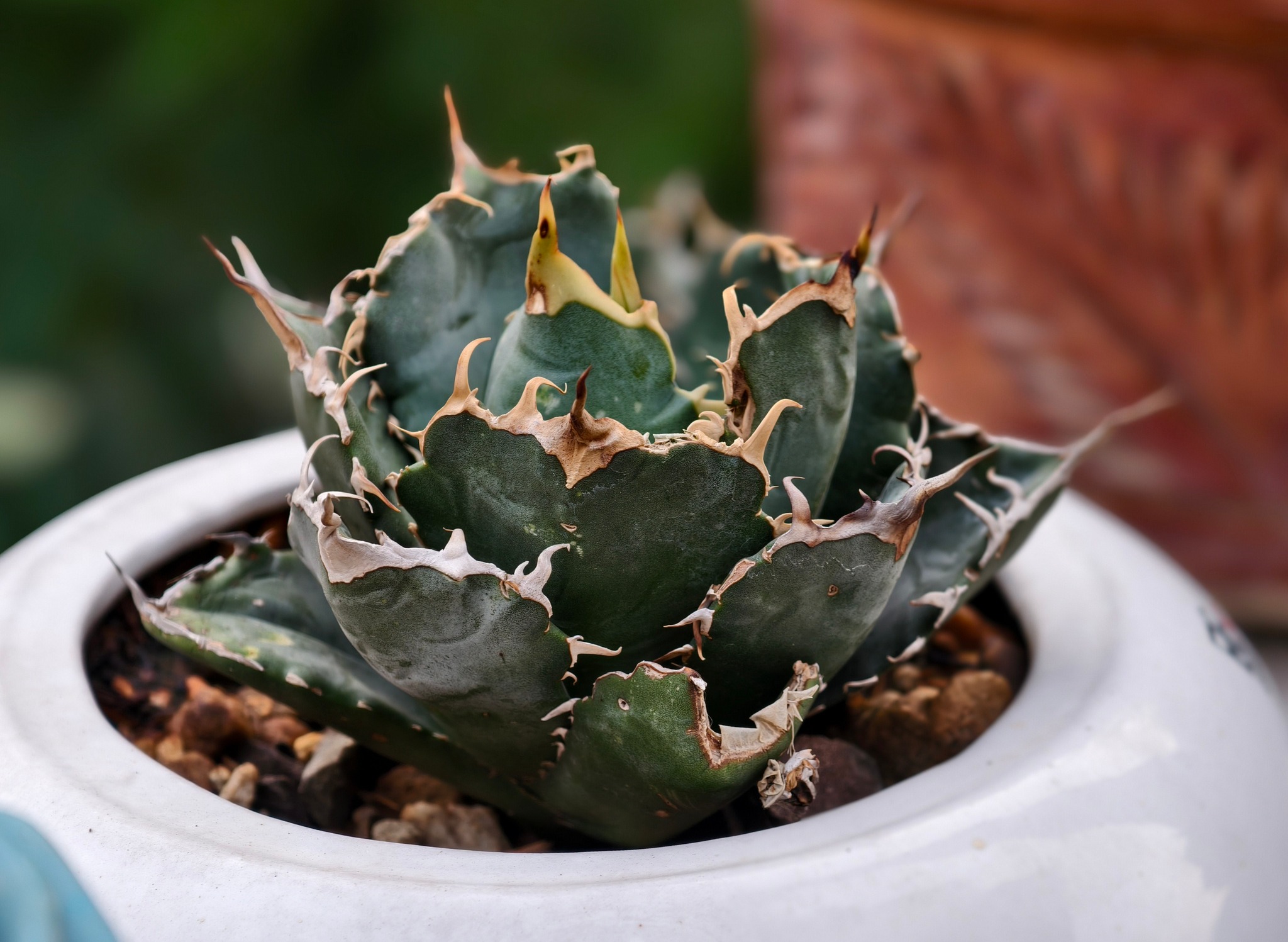 Agave titanota 