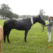 Burrun Barr Stud | Knights Hill NSW