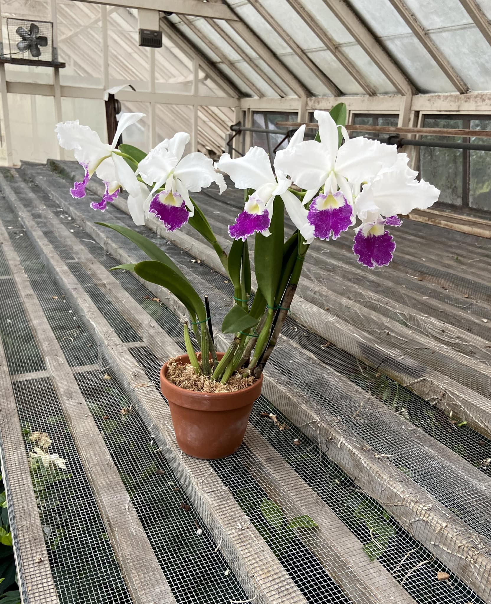 Blooming of rare orchid C warscewiczii 'F. M. B.' FCC/RHS in small pot