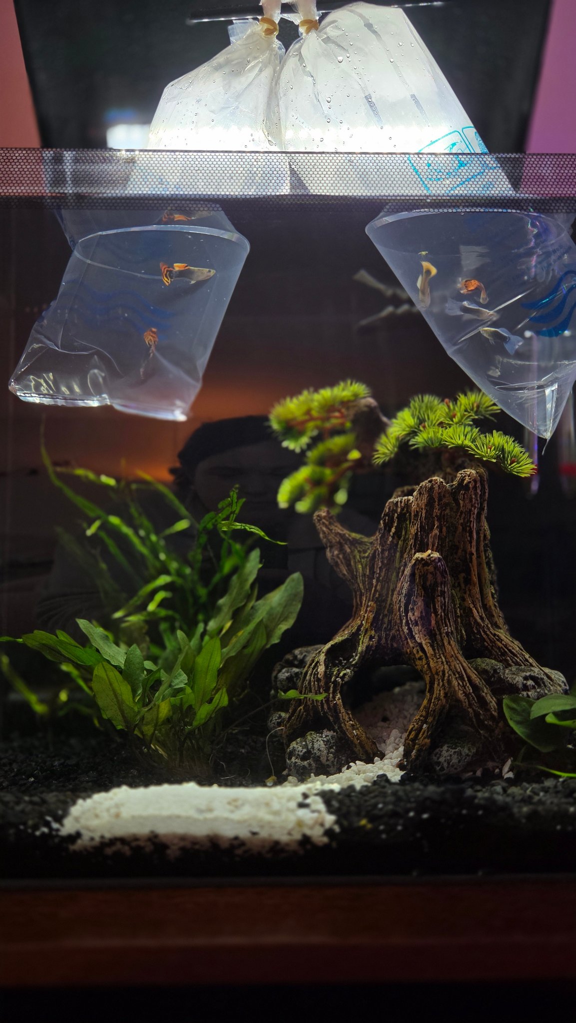 Fish Tanks for Beginners | Hello Fish People | Facebook