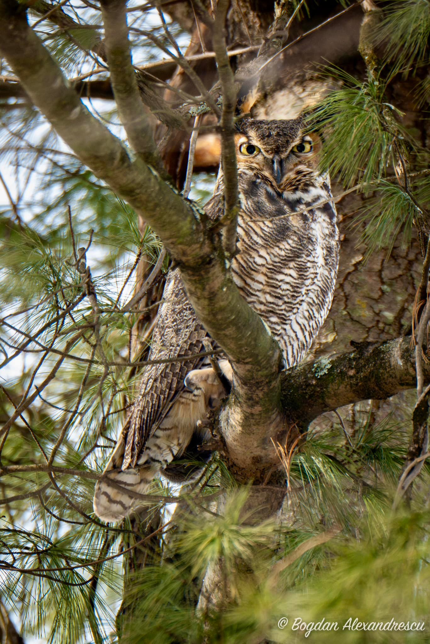 Great Horned Owl sighting in Maryland
