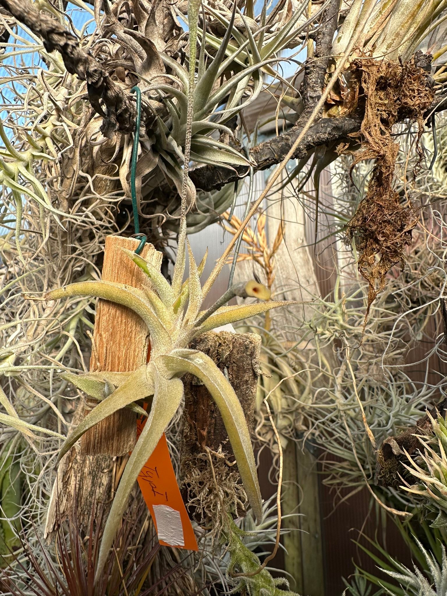 One of my fav' Tillandsia capillaris (and one of the smallest)