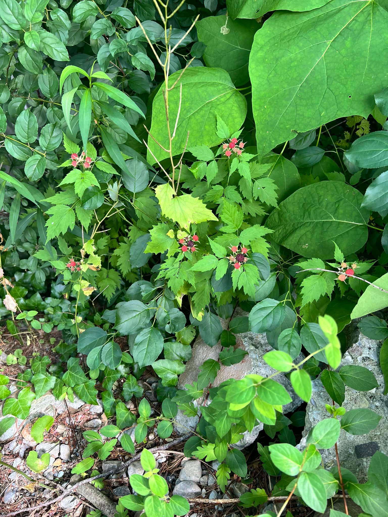 What are these unknown berries in my zone 6b garden?