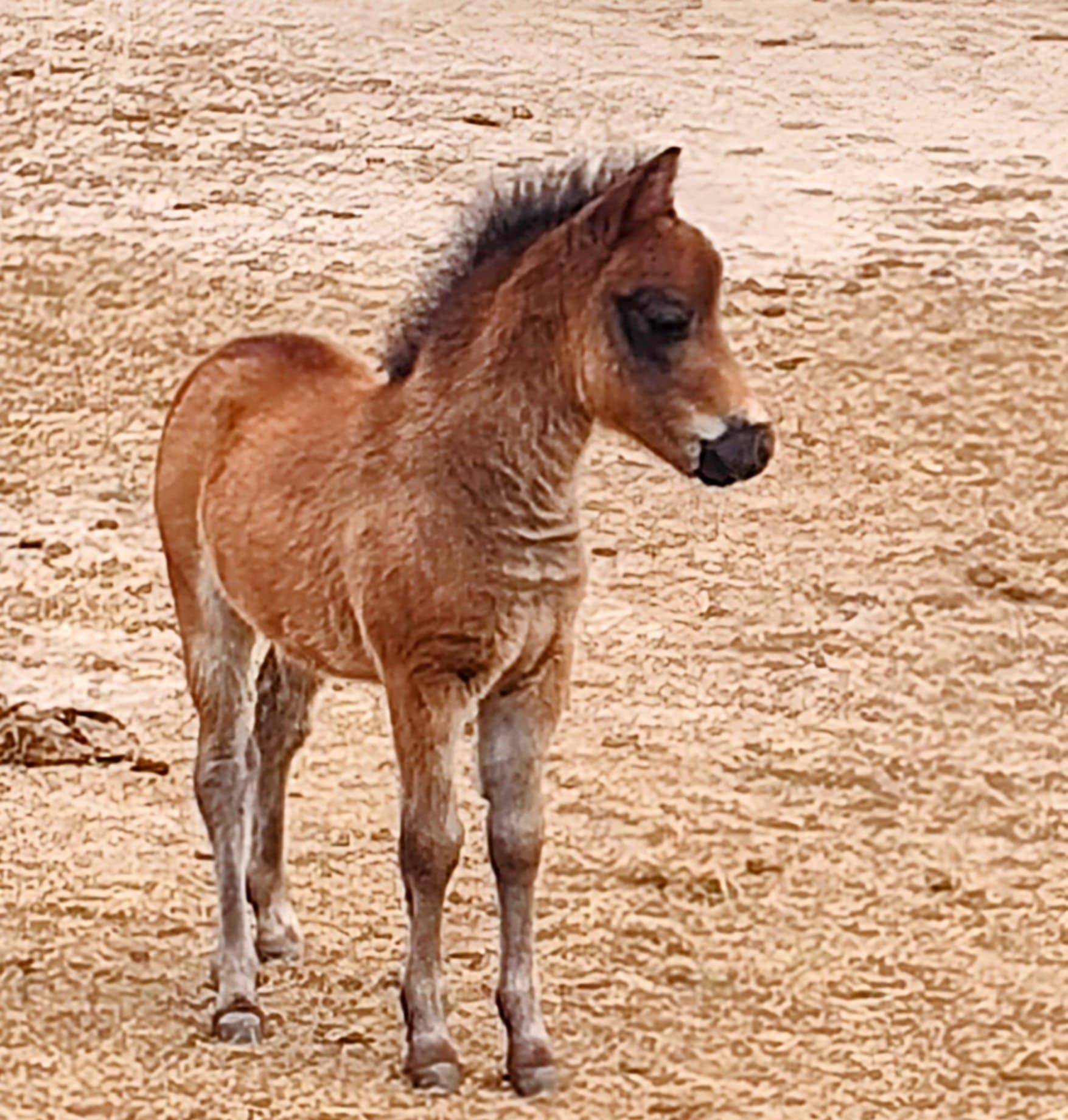 Name ideas for blue roan colt