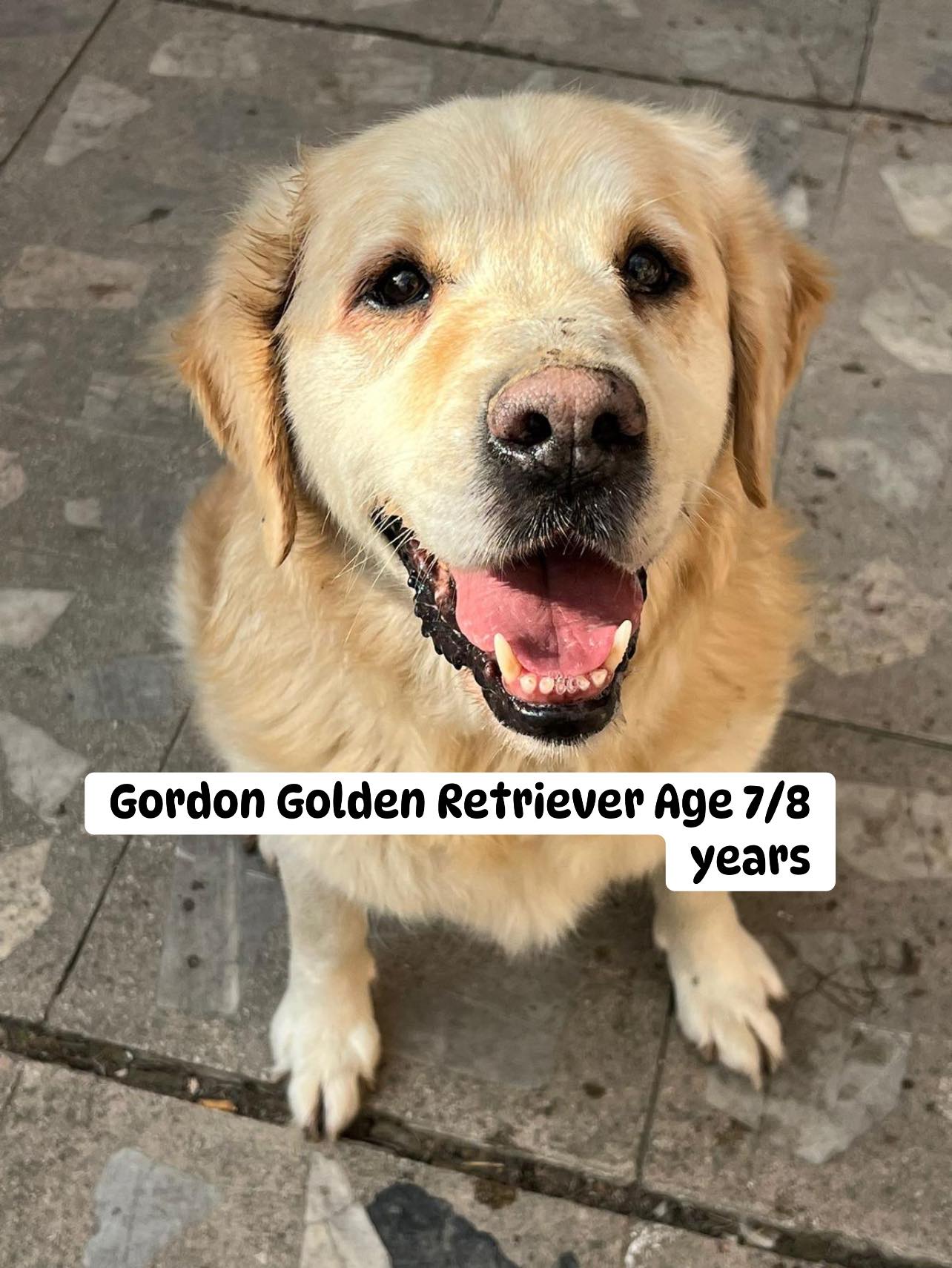 Golden Retrievers & Rescue international- Adoptions | Facebook