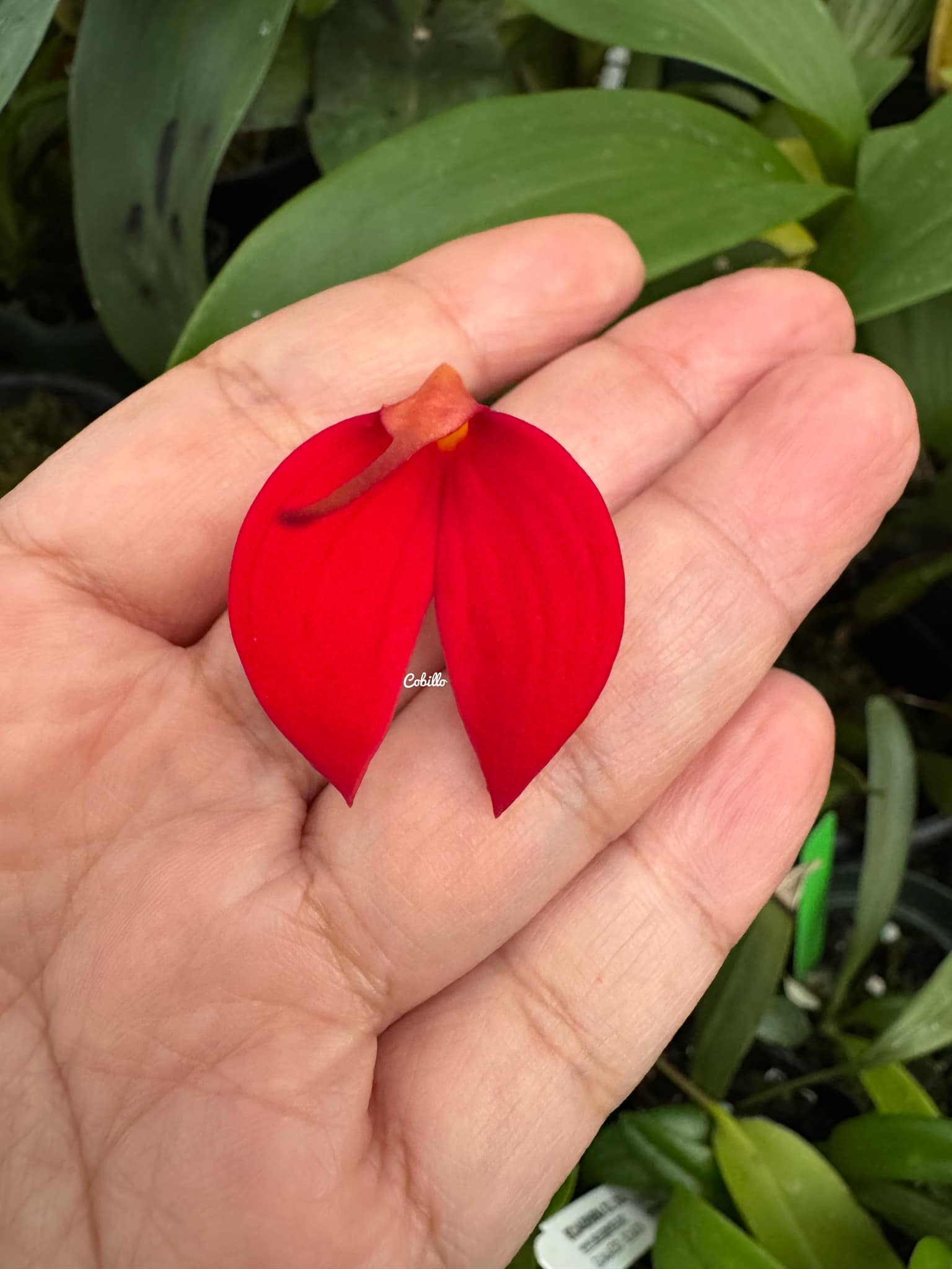 Masdevallia Crystal Follansbee