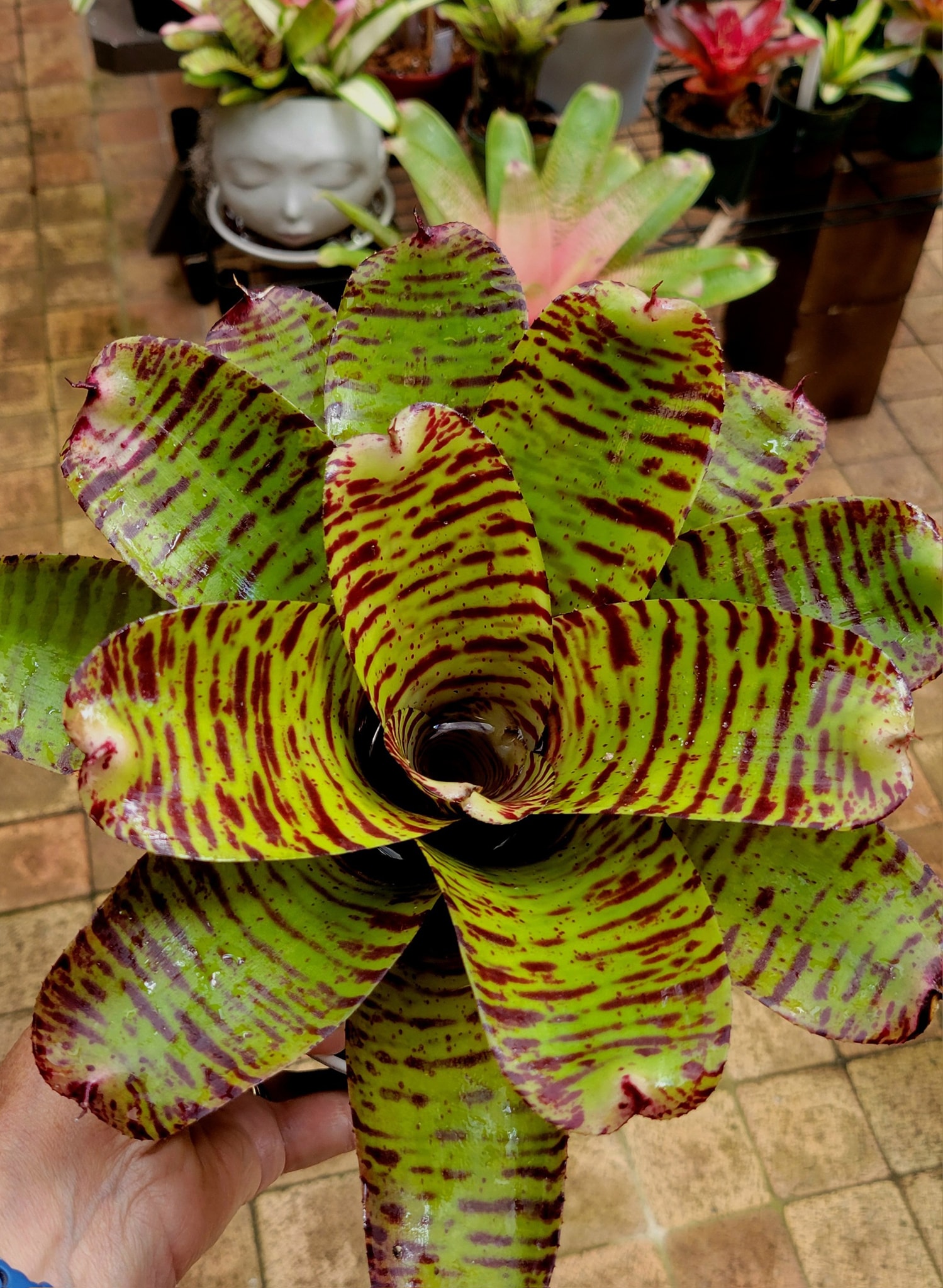 Neo, a Lisa Vinzant hybrid bromeliad, growing in Hawaii garden