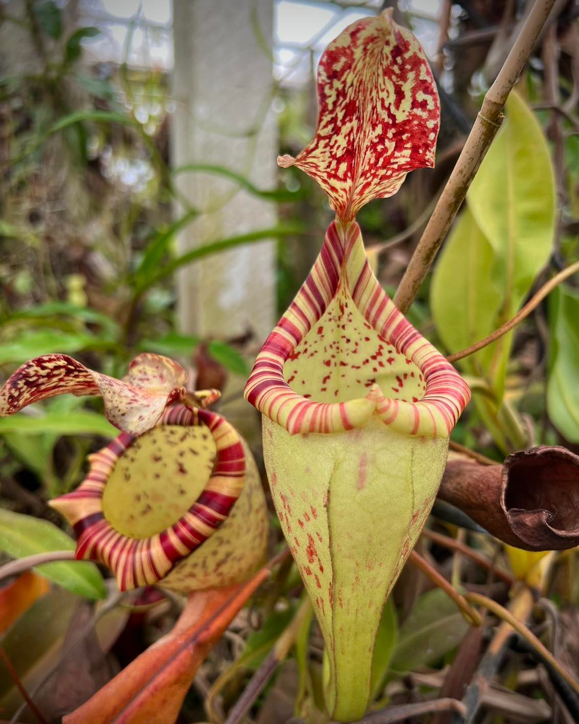 Nepenthes Veitchii 'Geoff Wong' x 'Candy Dreams' grex sprouting