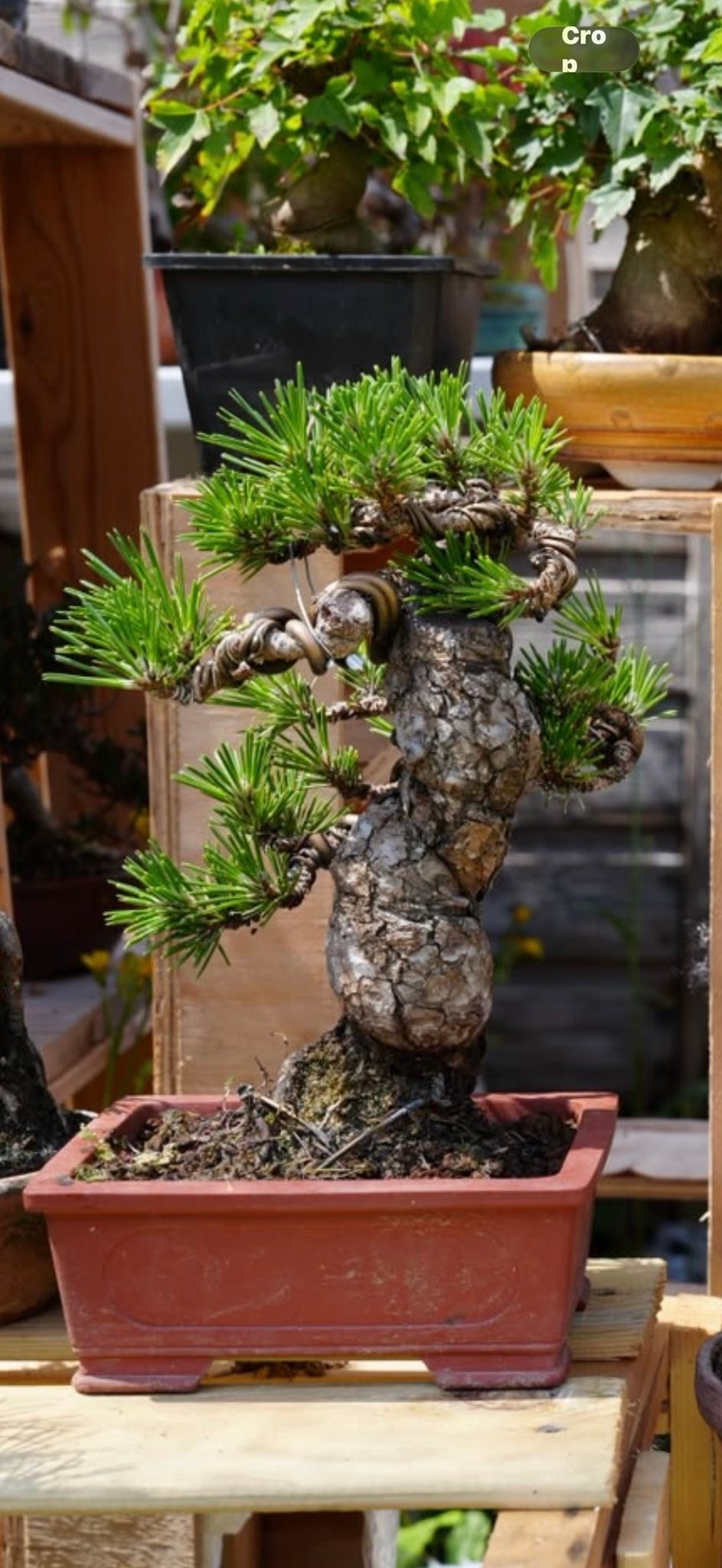 Pinus thunbergii 'Zuiho' Japanese black pine for bonsai