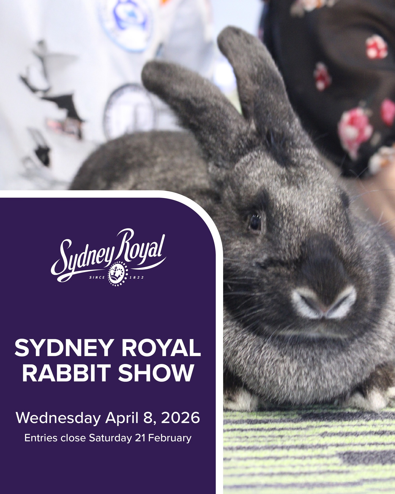 Rabbit Fanciers Society of NSW | Less than one week to get your entries ...